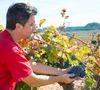 Feature Image: Winemaker harvesting Bobal grapes in mediterranean vineyard fields.jpg