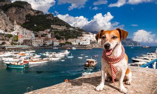Dog enjoying the Amalfi coast in Italy.jpg
