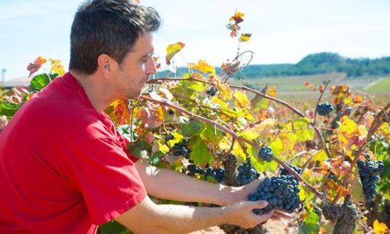 Feature Image: Winemaker harvesting Bobal grapes in mediterranean vineyard fields.jpg